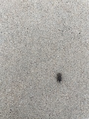 Sphenophorus venatus