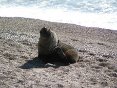 Arctocephalus australis