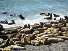 Arctocephalus australis