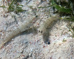Vanderhorstia ornatissima