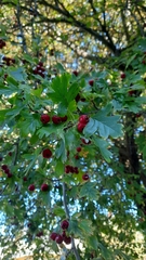 Crataegus