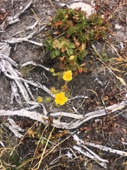 Potentilla flabellifolia