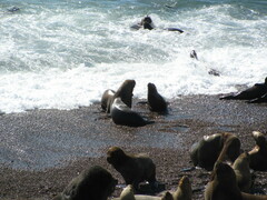 Arctocephalus australis