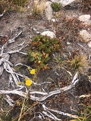 Potentilla flabellifolia
