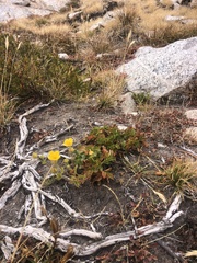 Potentilla flabellifolia