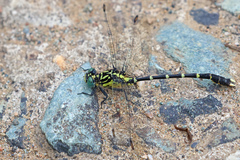 Hemigomphus heteroclytus