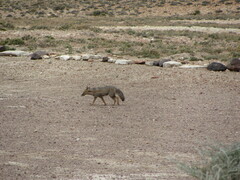Lycalopex griseus