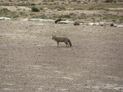 Lycalopex griseus