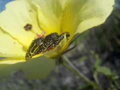 Acmaeodera
