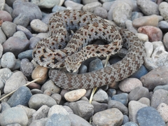 Crotalus stejnegeri