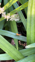 Zelus longipes