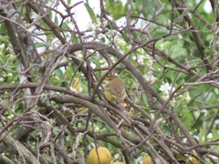 Setophaga palmarum hypochrysea