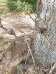 Callirhytis quercusbatatoides