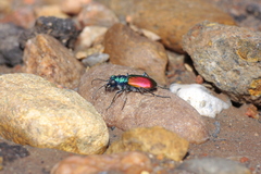 Cicindela scutellaris scutellaris