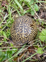 Terrapene carolina bauri