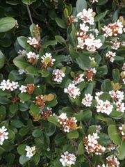 Rhaphiolepis umbellata