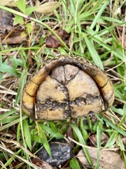 Terrapene carolina bauri