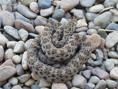Crotalus stejnegeri