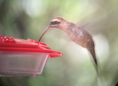 Phaethornis longirostris