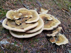 Phaeolus schweinitzii