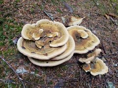 Phaeolus schweinitzii