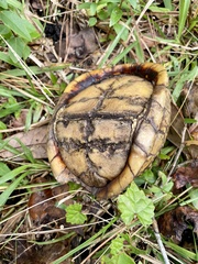 Terrapene carolina bauri