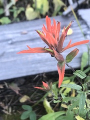 Castilleja miniata miniata