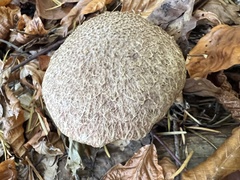 Suillus lakei
