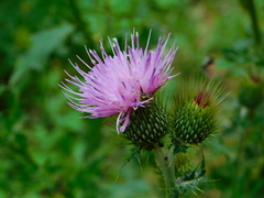 Cirsium rhaphilepis