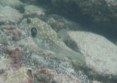 Arothron hispidus