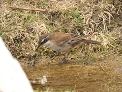 Cinclodes albiventris