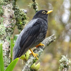 Turdus flavipes