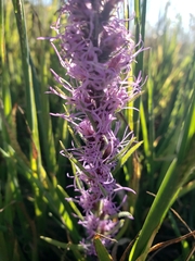 Liatris