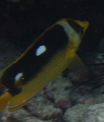 Chaetodon quadrimaculatus