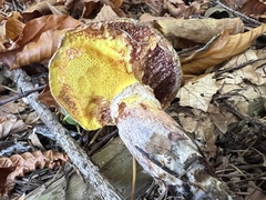 Suillus lakei