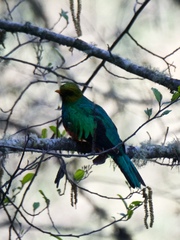 Pharomachrus auriceps