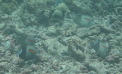 Acanthurus olivaceus