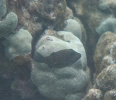 Canthigaster amboinensis