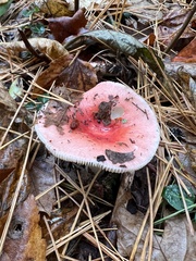 Russula rosacea