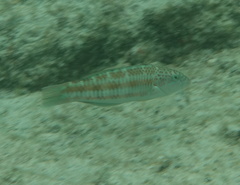 Thalassoma trilobatum