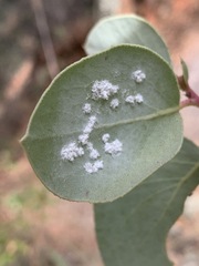 Aleuroplatus coronata