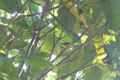 Basileuterus culicivorus