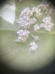 Aleuroplatus coronata