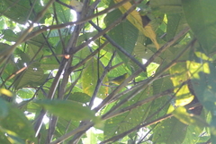 Basileuterus culicivorus