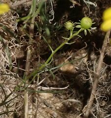 Senecio flaccidus monoensis