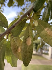 Druon quercuslanigerum