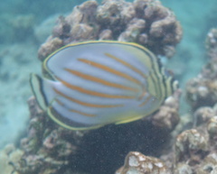 Chaetodon ornatissimus
