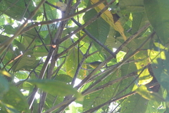 Basileuterus culicivorus