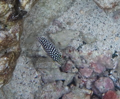 Canthigaster jactator