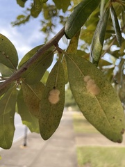 Druon quercuslanigerum